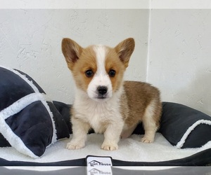 Pembroke Welsh Corgi Puppy for sale in CLARK, MO, USA