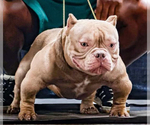 Small Photo #1 American Bully Puppy For Sale in HOUSTON, TX, USA