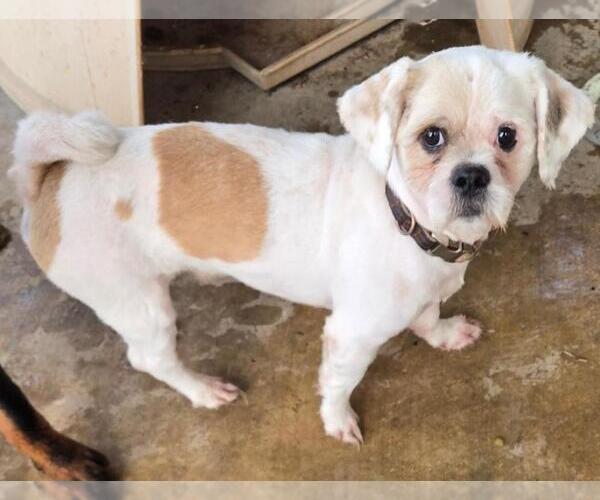 Medium Photo #3 Shih Tzu Puppy For Sale in San Antonio, TX, USA
