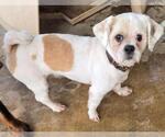 Small #2 Shih Tzu