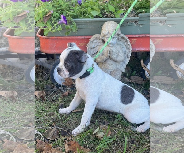 Medium Photo #2 Boston Terrier Puppy For Sale in HOPKINSVILLE/PRINCETON, KY, NH, USA
