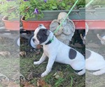 Small #1 Boston Terrier