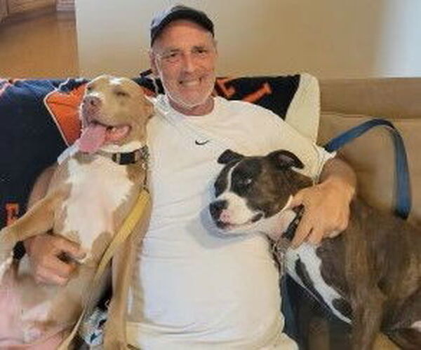 Medium Photo #5 American Staffordshire Terrier-Unknown Mix Puppy For Sale in Westmont, IL, USA