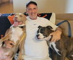 Small #4 American Staffordshire Terrier Mix