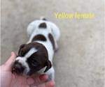 Small Photo #14 German Shorthaired Pointer Puppy For Sale in CORONA, CA, USA