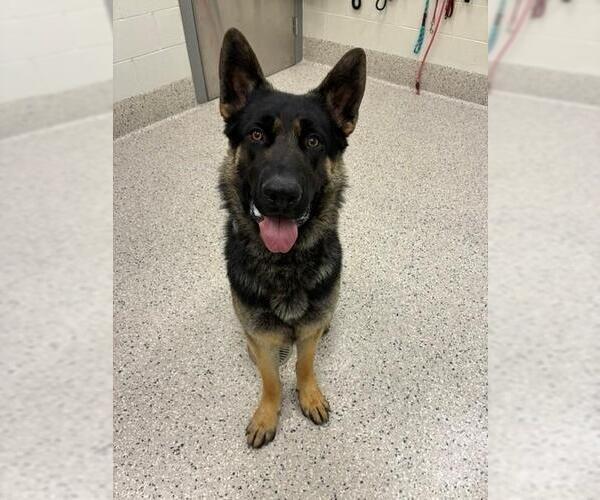 Medium Photo #1 German Shepherd Dog Puppy For Sale in Brighton, CO, USA