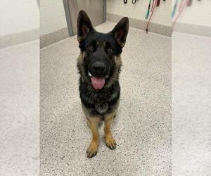 German Shepherd Dog Dogs for adoption in Brighton, CO, USA