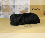 Small Photo #2 Cavapoo Puppy For Sale in CHANUTE, KS, USA