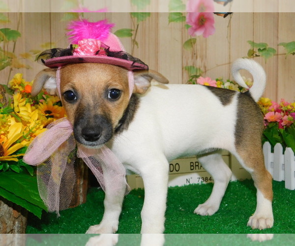 Medium Photo #3 Jack-Rat Terrier Puppy For Sale in HAMMOND, IN, USA