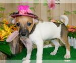 Small Photo #3 Jack-Rat Terrier Puppy For Sale in HAMMOND, IN, USA