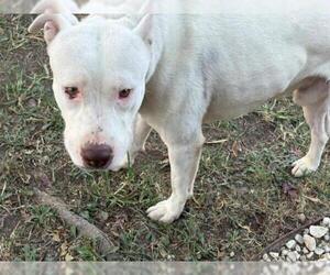 Mutt Dogs for adoption in Tulsa, OK, USA