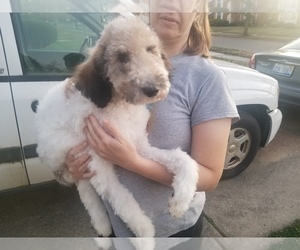 Poodle (Standard) Puppy for sale in SOUTHFIELD, MI, USA