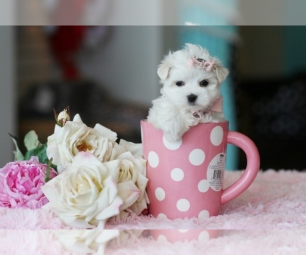 Medium Photo #1 Maltese Puppy For Sale in BOSTON, MA, USA