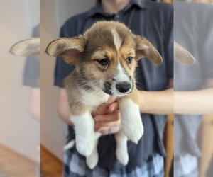 Pembroke Welsh Corgi Puppy for sale in VANCOUVER, WA, USA