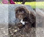 Small Photo #4 Lhasa Apso-Poodle (Toy) Mix Puppy For Sale in CANOGA, NY, USA