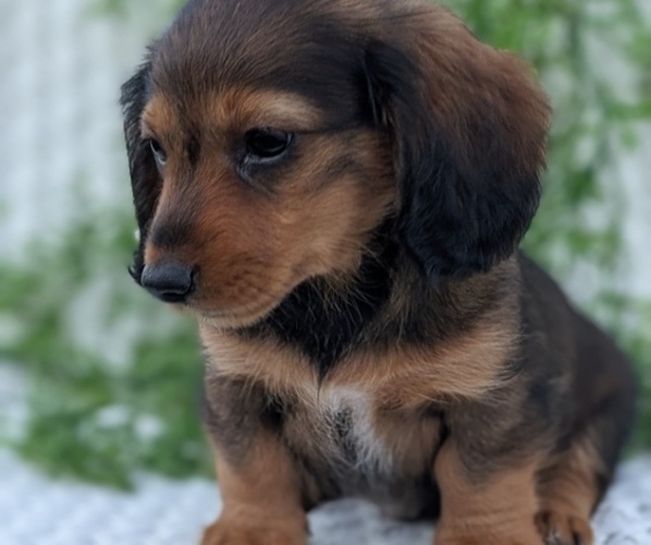 Medium Photo #4 Dachshund Puppy For Sale in GOSHEN, IN, USA