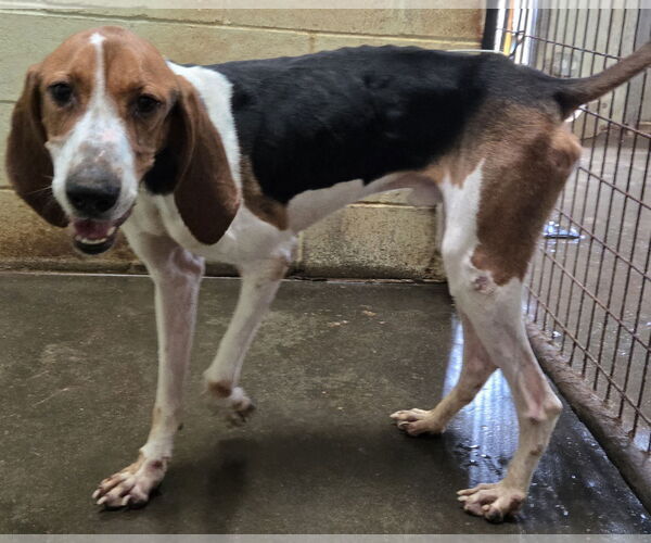 Medium Photo #2 Coonhound Puppy For Sale in Jackson, MS, USA