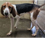 Small #1 Coonhound