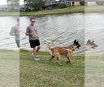 Small #3 German Shepherd Dog Mix