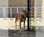 Small German Shepherd Dog Mix