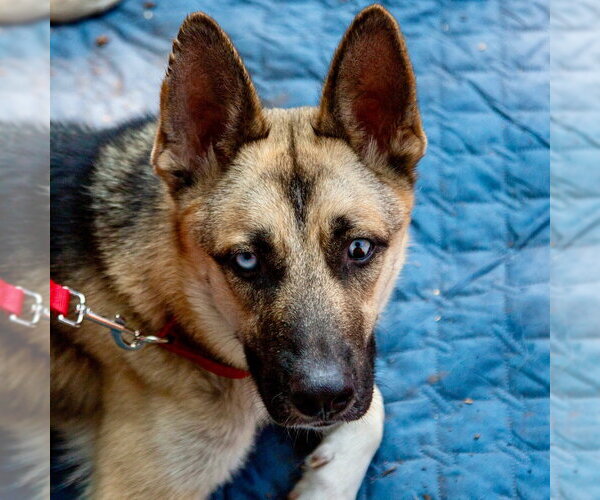 Medium Photo #11 Gerberian Shepsky Puppy For Sale in Canton, CT, USA