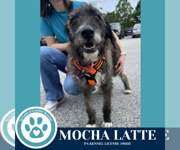 Medium Photo #5 Scottish Deerhound Puppy For Sale in Kimberton, PA, USA