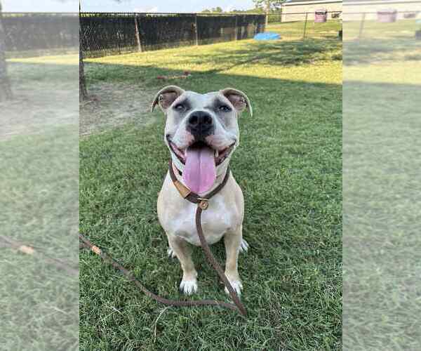 Medium Photo #8 American Pit Bull Terrier Puppy For Sale in Evansville, IN, USA