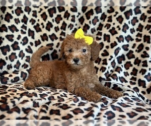 Goldendoodle (Miniature) Puppy for sale in LAKELAND, FL, USA