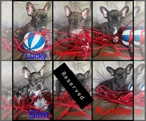 French Bulldog Puppy for sale in BEAUMONT, TX, USA