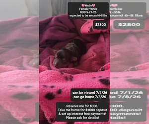 Yorkshire Terrier Puppy for sale in TUCSON, AZ, USA