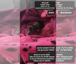 Image preview for Ad Listing. Nickname: Molly