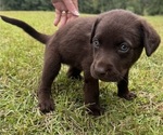 Puppy Ellie Shepradors