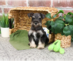 Small #5 Schnauzer (Miniature)
