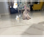 Small #1 French Bulldog