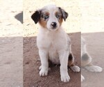 Puppy BMF 3 Australian Shepherd