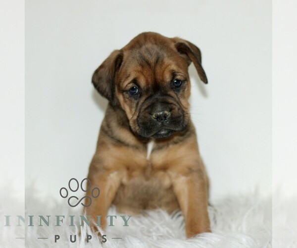 Medium Photo #4 Boxador Puppy For Sale in NEW HOLLAND, PA, USA