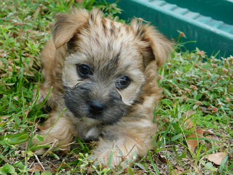 Medium Photo #17 Morkie Puppy For Sale in ORLANDO, FL, USA
