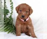 Small Photo #3 Labradoodle Puppy For Sale in NEW ENTERPRISE, PA, USA