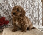 Small #3 Cavapoo (Miniature)