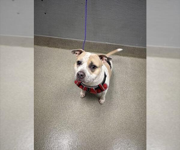 Medium Photo #1 American Pit Bull Terrier-Unknown Mix Puppy For Sale in Las Vegas, NV, USA