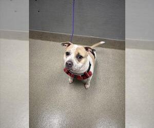 American Pit Bull Terrier-Unknown Mix Dogs for adoption in Las Vegas, NV, USA