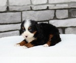 Small Photo #7 Bernese Mountain Dog Puppy For Sale in FREDERICKSBURG, OH, USA