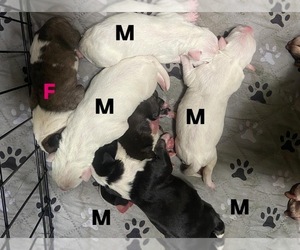 Bull Terrier Puppy for sale in PEMBROKE PINES, FL, USA
