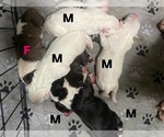 Image preview for Ad Listing. Nickname: Bull terriers