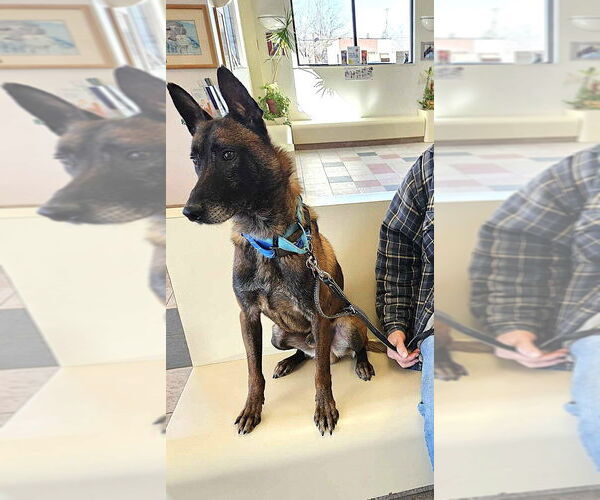 Medium Photo #6 Mutt Puppy For Sale in Imlay City, MI, USA