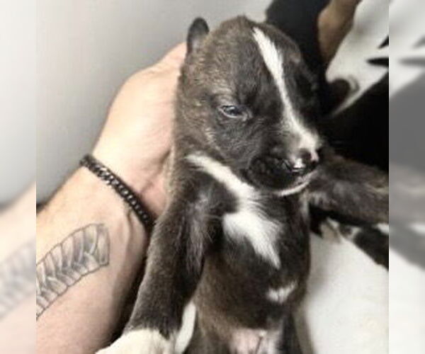 Medium Photo #1 Mutt Puppy For Sale in Houston, TX, USA