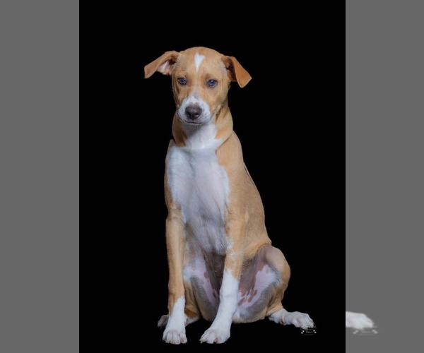 Medium Photo #11 Dachsador Puppy For Sale in Mission Viejo, CA, USA