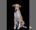Small #10 Dachsador