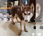 Small Siberian Husky