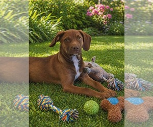 Catahoula Leopard Dog-Labrador Retriever Mix Dogs for adoption in Sanford, FL, USA